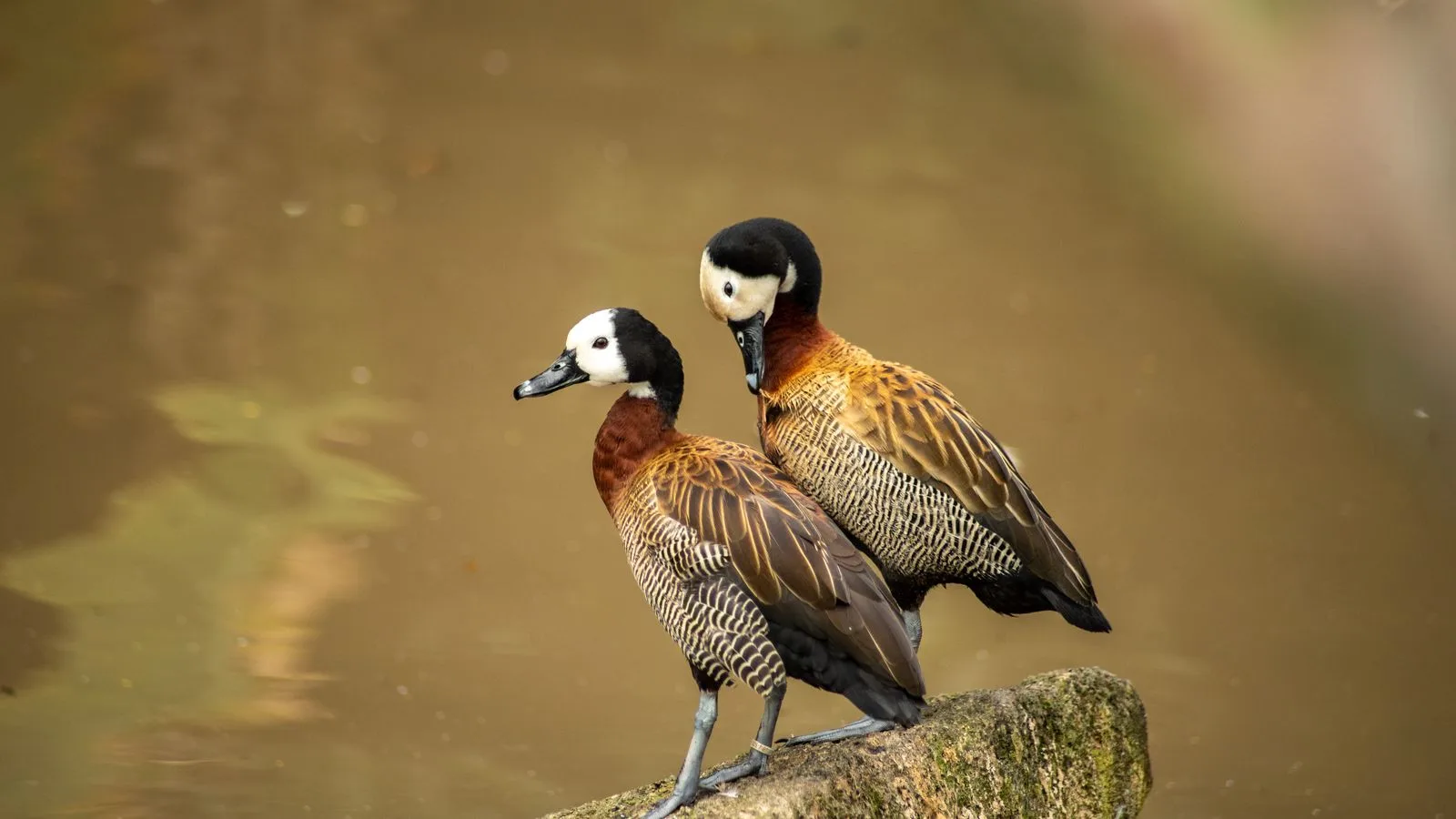 Two white-faced whistling ducks perched by the water on a sunny day.