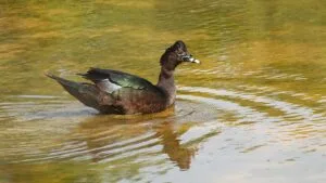 Pato no Tucupi Paraense com Jambu: o Almoço Amazônico de Julho em Belém