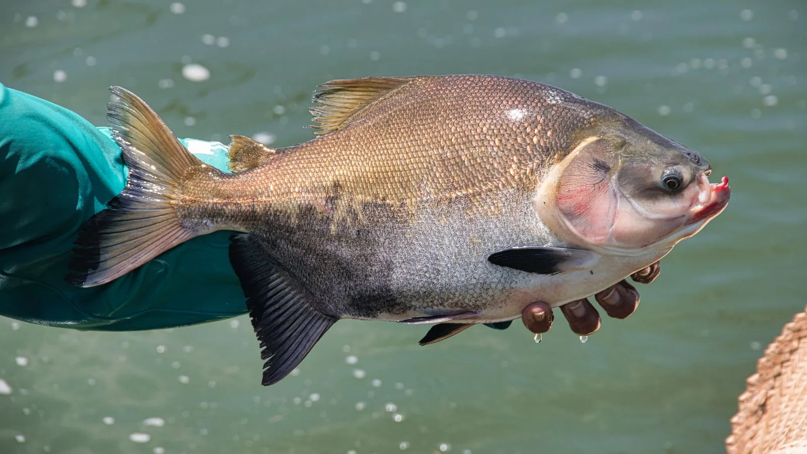 A fisherman in Rio Preto da Eva holds a freshly caught fish against a water backdrop.