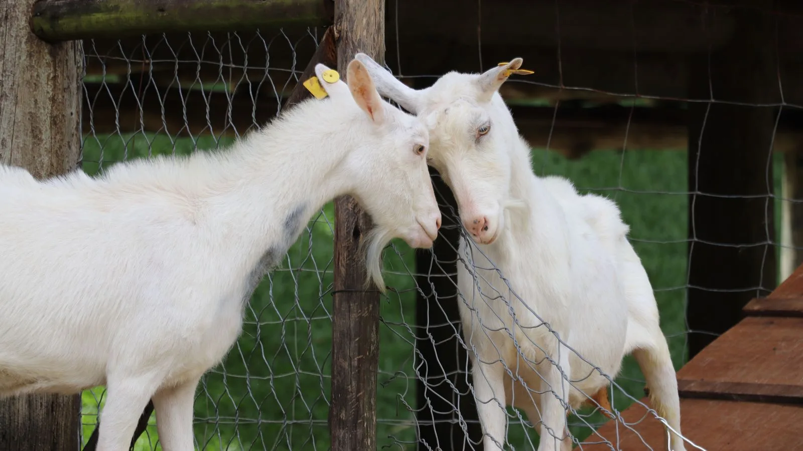 Two white goats interact through a fence on a farm in Rio de Janeiro, Brazil.