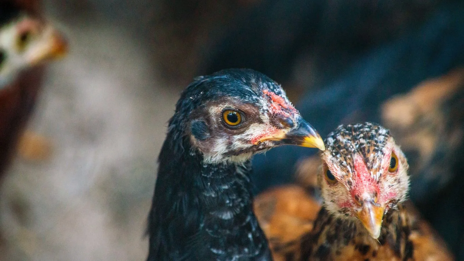 Detailed close-up of chickens in Esmeraldas, capturing vivid feather details.