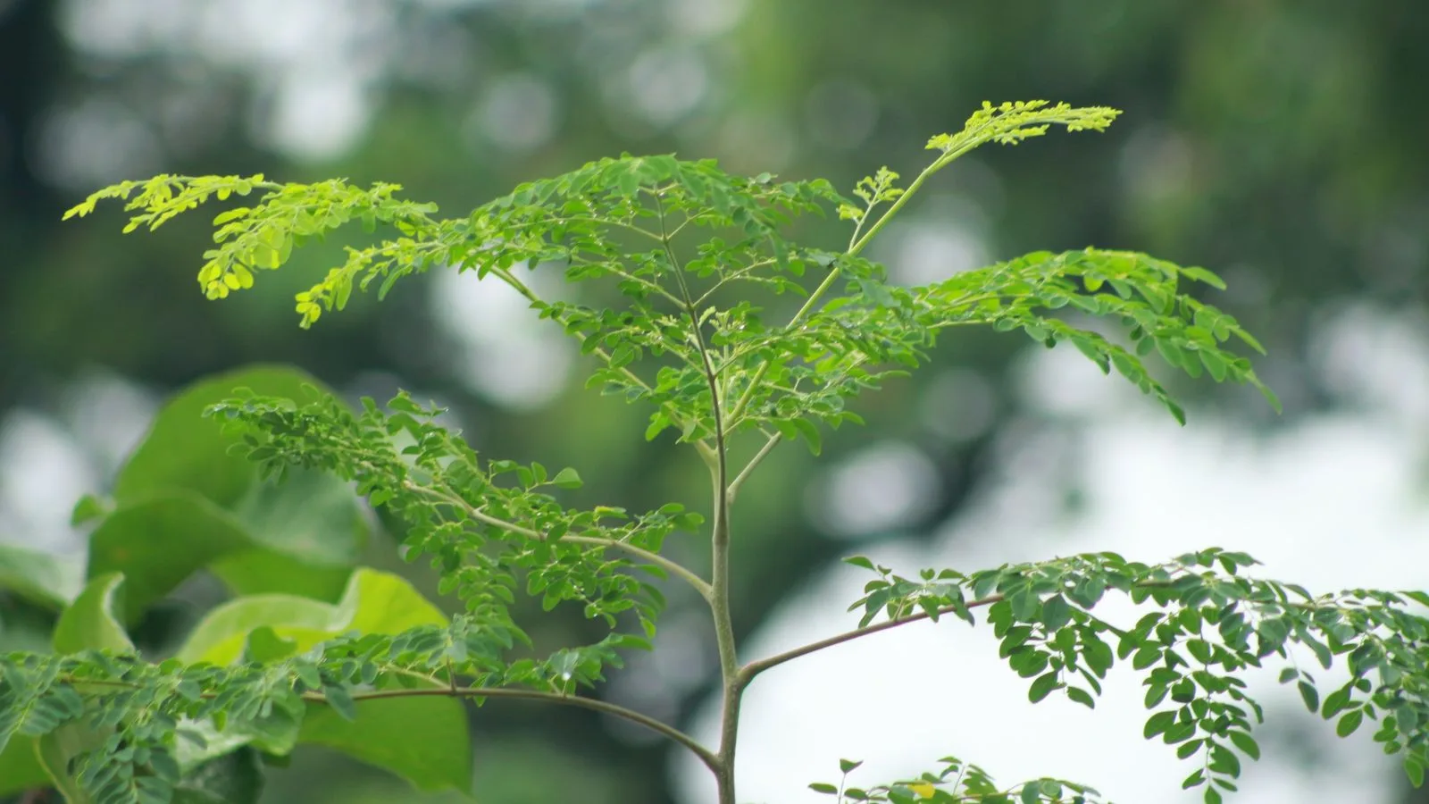 Close-up of a Moringa plant with vibrant green leaves against a blurred natural background.