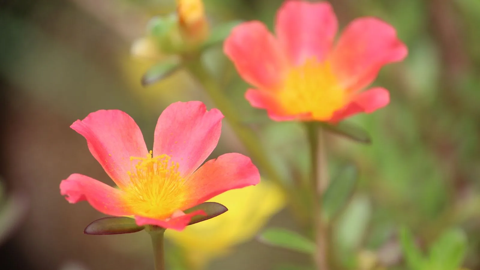 A close-up shot of vibrant pink and yellow Purslane flowers blooming in a garden setting.