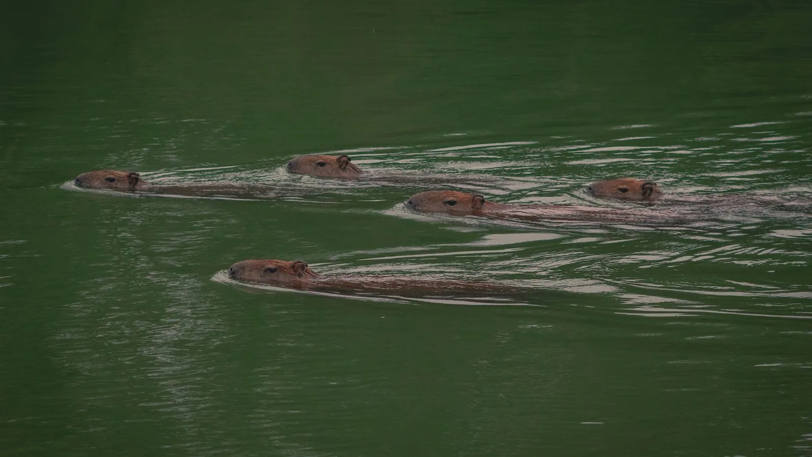 Five capybaras swimming peacefully in a lush green river setting.