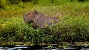 Arroz de Capivara Pantaneiro: o Almoco de Panela Unica do MS em Setembro