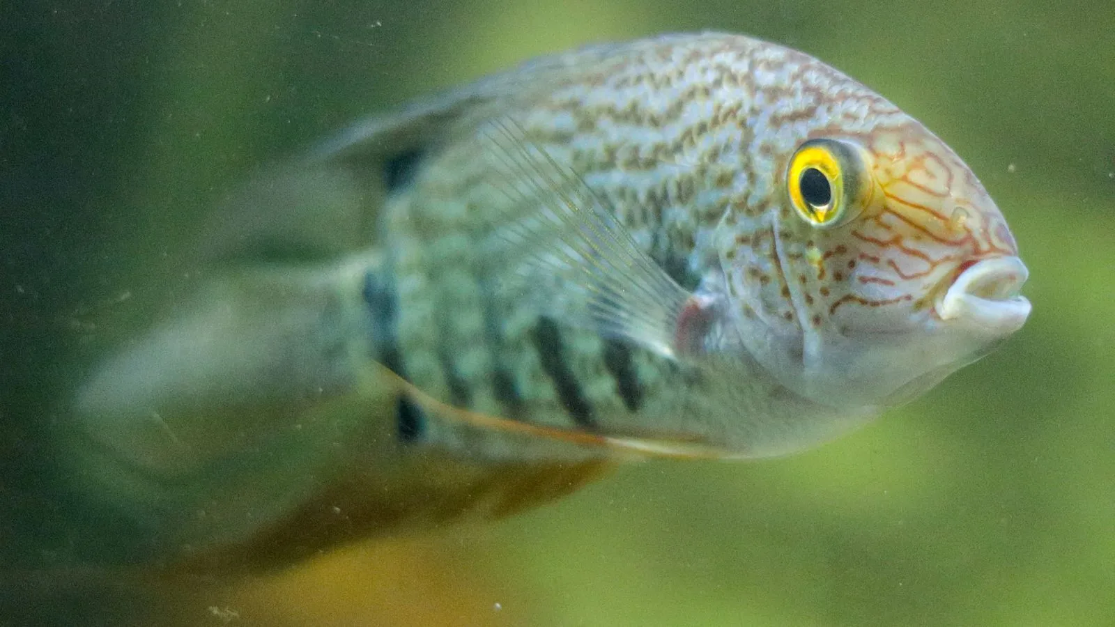 Closeup of a vibrant Amazonian fish with detailed patterns captured underwater.