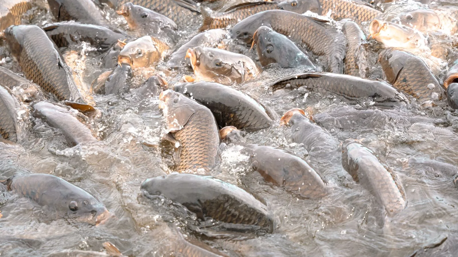 Vibrant close-up of a dense school of carp swimming in turbulent water.