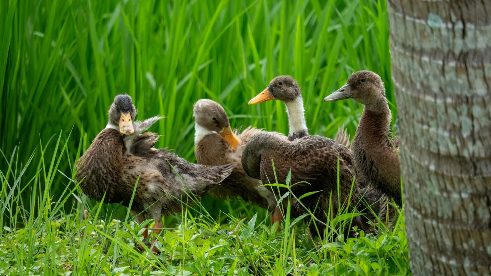 A group of ducks enjoying a lush green rice field in Bali, Indonesia, surrounded by dense vegetation.