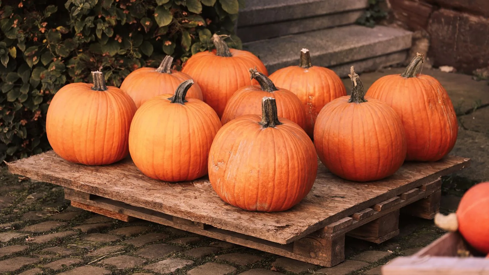 A rustic display of fresh pumpkins on a wooden pallet, perfect for autumn decorations.