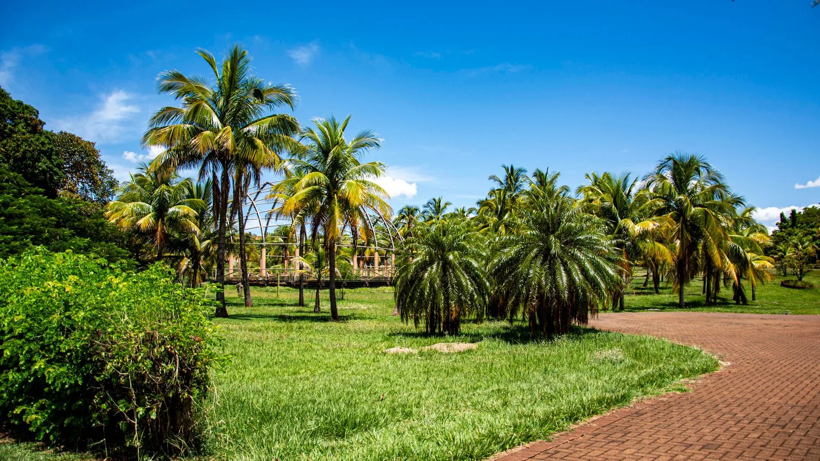 Lush palm trees on a sunny day in Primeiro de Maio, Brazil.