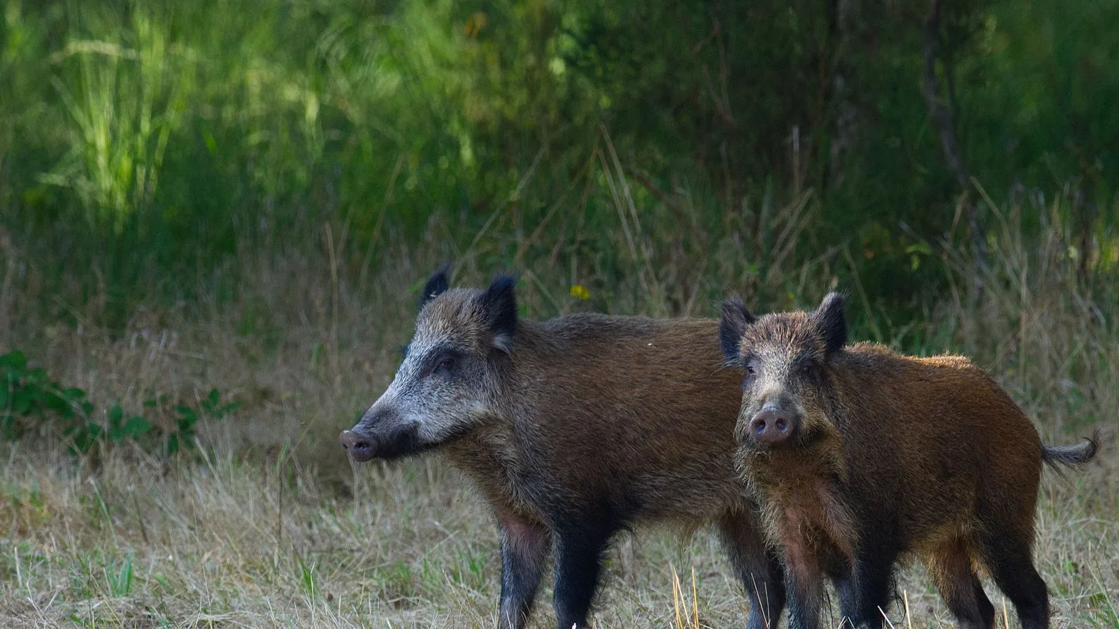 Two wild boars standing in a grassy forest clearing during daytime.